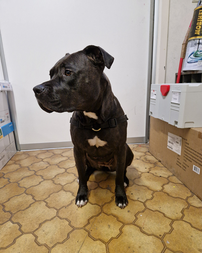 Nox - Mascotte Autoplus Dilbeek